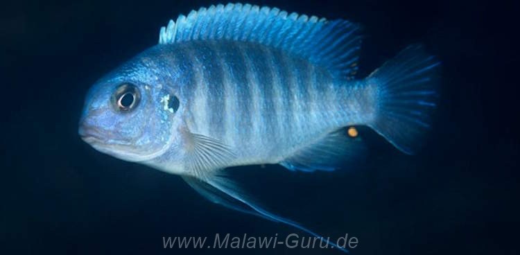 'mauve' Chirwa Island Tropheops sp. 'mauve' Chirwa Island